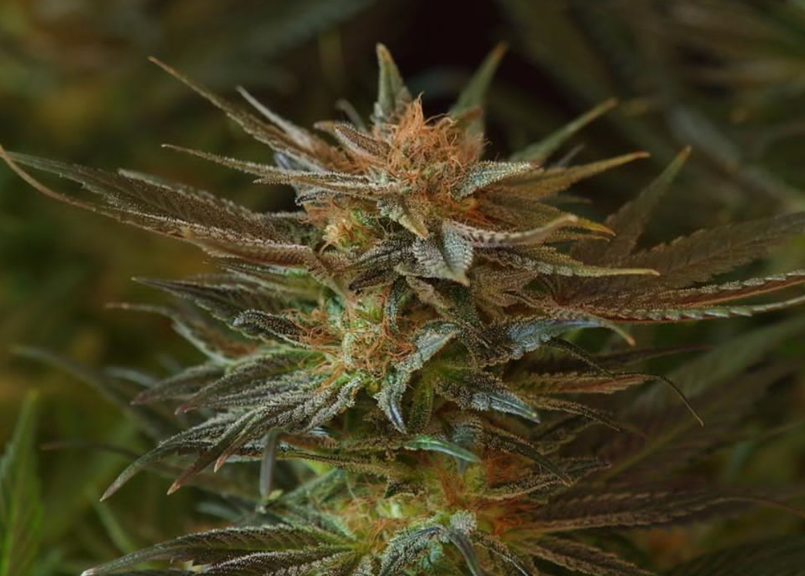 NL5 Afghan | 15er Set Mr. Nice Seeds