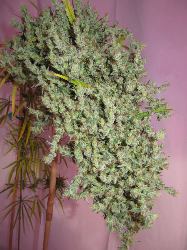 Nevil Haze | 15er Set Mr. Nice Seeds