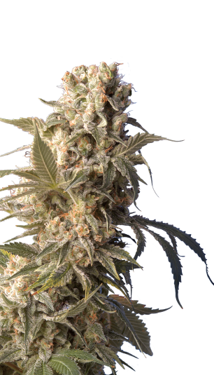 AK-47 | 3er Set SeriousSeeds