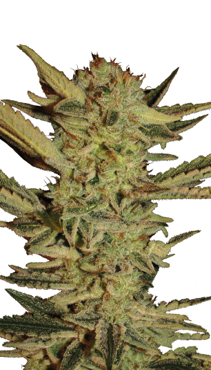 Bubble Gum | 3er Set SeriousSeeds