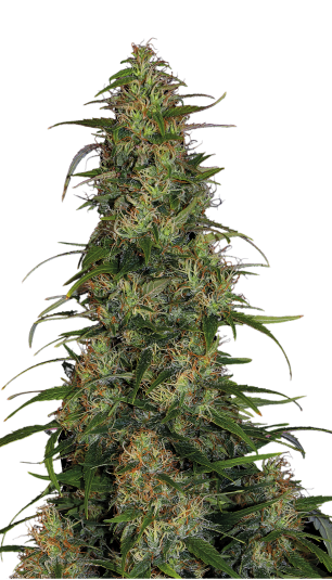 CBD-Chronic | 3er Set SeriousSeeds