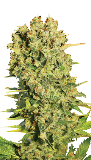 Chronic | 3er Set SeriousSeeds