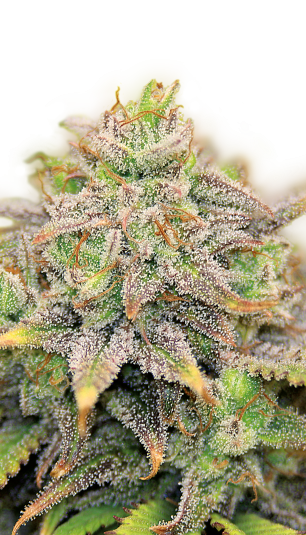 CBD-Warlock | 3er Set SeriousSeeds