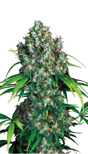 Double Dutch | 3er Set SeriousSeeds