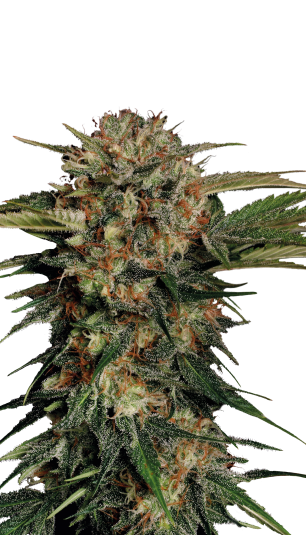 Motavation | 3er Set SeriousSeeds