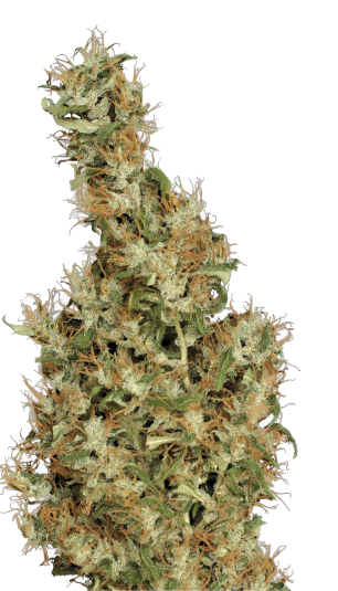 Kali Mist | 3er Set SeriousSeeds