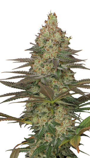 Seriosa | 3er Set SeriousSeeds