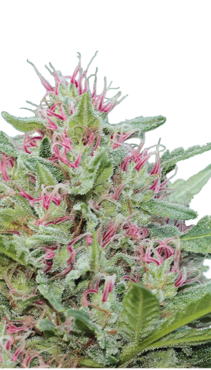 Serious 6 | 3er Set SeriousSeeds