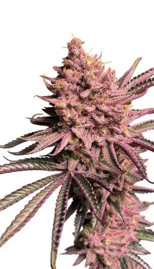 Seriotica | 3er Set SeriousSeeds