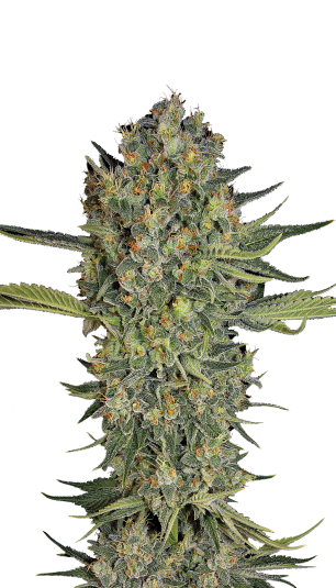 Serious Kush | 3er Set SeriousSeeds