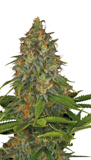 Strawberry AK | 3er Set SeriousSeeds