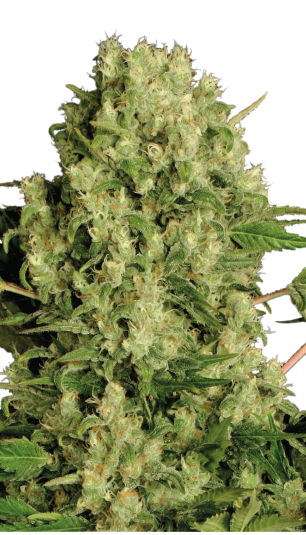 White Russian | 3er Set SeriousSeeds