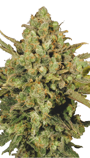 Warlock | 3er Set SeriousSeeds