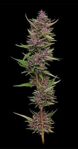 All Gas OG | fem. 3er Pack | HumboldtSC