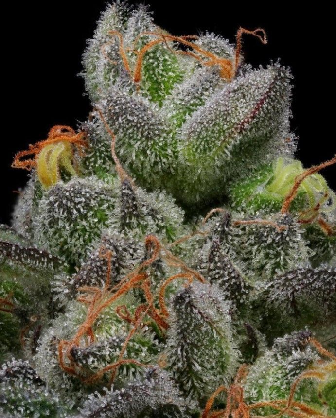 California Cream | fem. 3er Pack | HumboldtSC