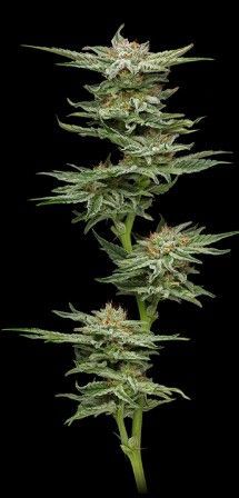 Blueberry Muffin | fem. 3er Pack | HumboldtSC