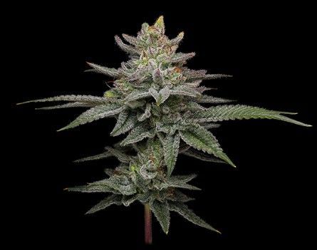 Blueberry Cupcake | fem. 3er Pack | HumboldtSC