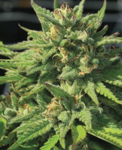 Bigfoot Glue | fem. 3er Pack | HumboldtSC