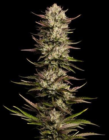 California Octane | fem. 3er Pack | HumboldtSC