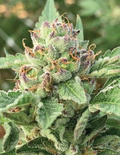 Apple Blossom | fem. 3er Pack | HumboldtSC