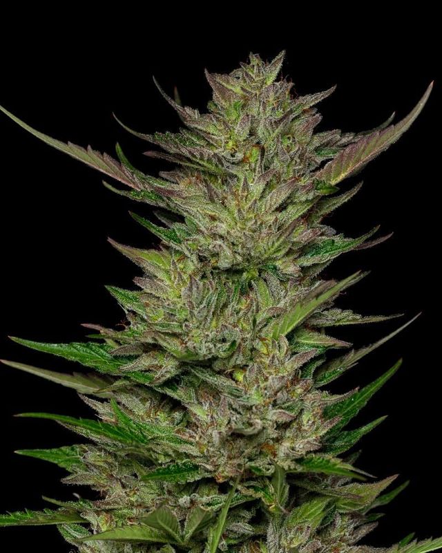 Don Carlos | fem. 3er Pack | HumboldtSC Don Carlos | fem. 3er Pack | HumboldtSC
