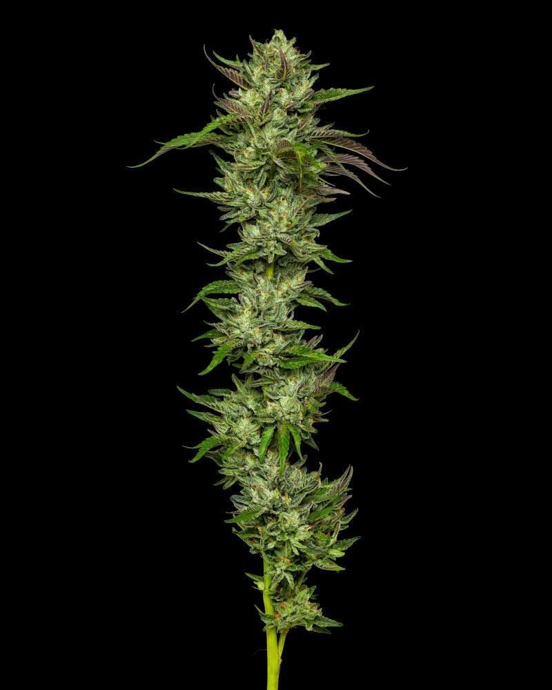 Collieman Kush | fem. 3er Pack | HumboldtSC