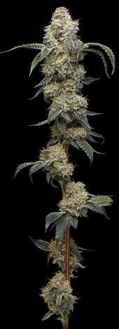 Farmer's Daughter | fem. 3er Pack | HumboldtSC