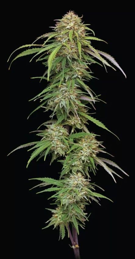 Ed Rosenthal's SHL | fem. 3er Pack | HumboldtSC