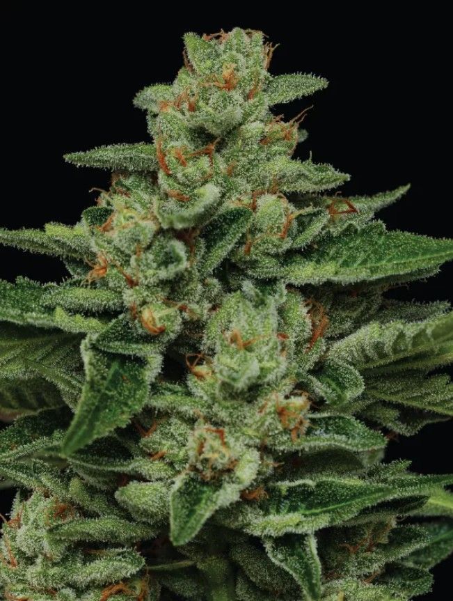 Fortune Cookies | fem. 3er Pack | HumboldtSC