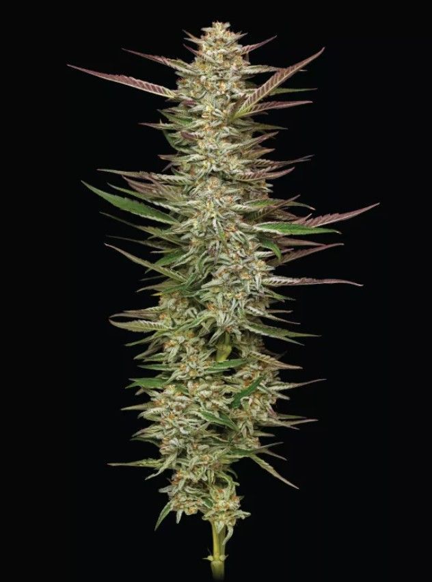 Gazzurple | fem. 3er Pack | HumboldtSC