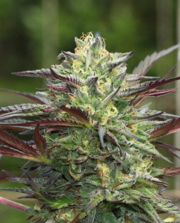 G.S. Cookies | fem. 3er Pack | HumboldtSC