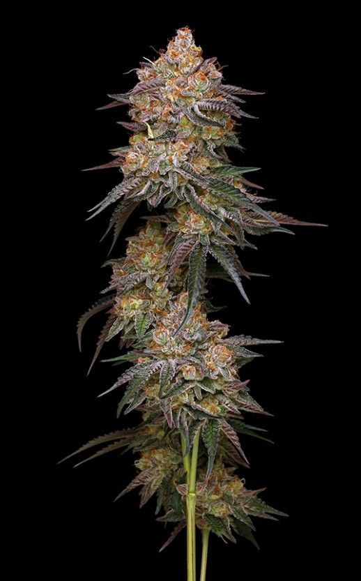 Granny Candy | fem. 3er Pack | HumboldtSC