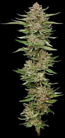 Hella Jelly | fem. 3er Pack | HumboldtSC