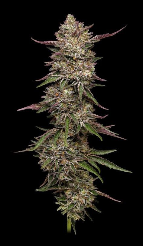 Guzzlerz | fem. 3er Pack | HumboldtSC