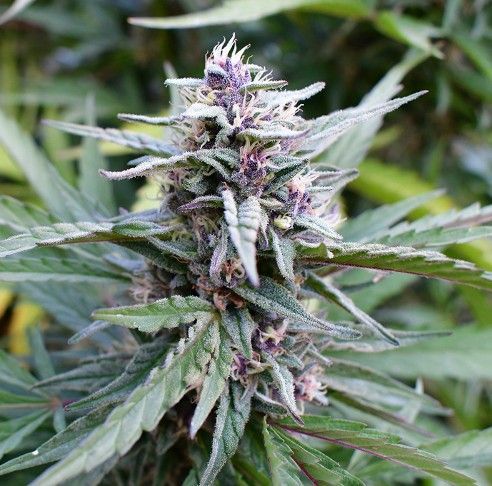 Hi-biscus | fem. 3er Pack | HumboldtSC