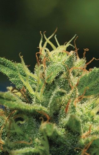 Humboldt Sour Diesel | fem. 3er Pack | HumboldtSC