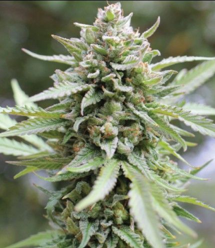 Lemongrass | fem. 3er Pack | HumboldtSC