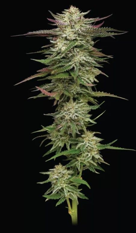 Humboldt Headband | fem. 3er Pack | HumboldtSC