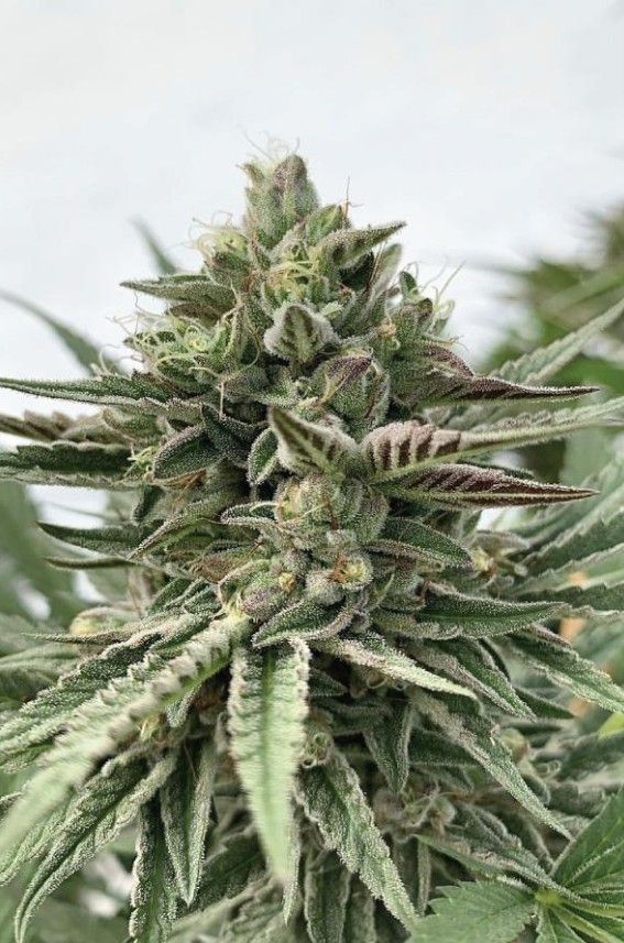 Humboldt Pound Cake | fem. 3er Pack | HumboldtSC
