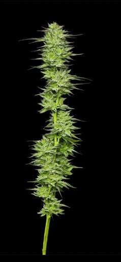 Mountaintop Mint | fem. 3er Pack | HumboldtSC