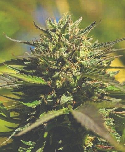 OG Kush | fem. 3er Pack | HumboldtSC