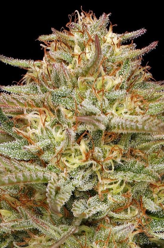 Orange Creampop | fem. 3er Pack | HumboldtSC