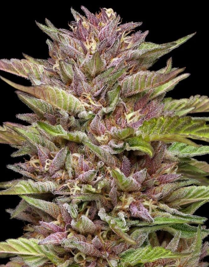 Pineapple Muffin | fem. 3er Pack | HumboldtSC