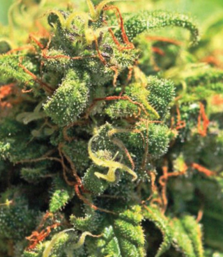 Pineapple UpsideDownCake | fem. 3er Pack | HumboldtSC