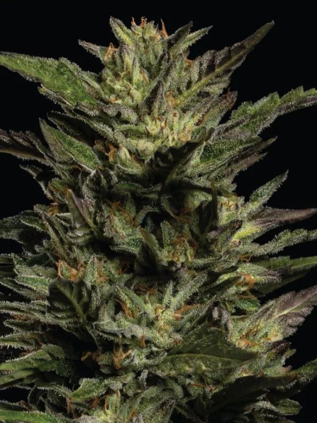 Pistachio | fem. 3er Pack | HumboldtSC