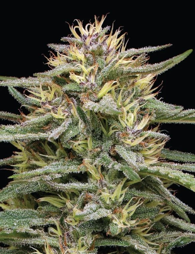 Raspberry Parfait | fem. 3er Pack | HumboldtSC