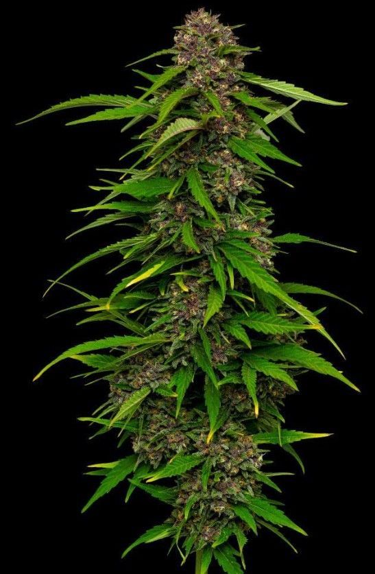 Squirt | fem. 3er Pack | HumboldtSC