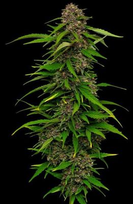 Squirt | fem. 3er Pack | HumboldtSC Squirt | fem. 3er Pack | HumboldtSC