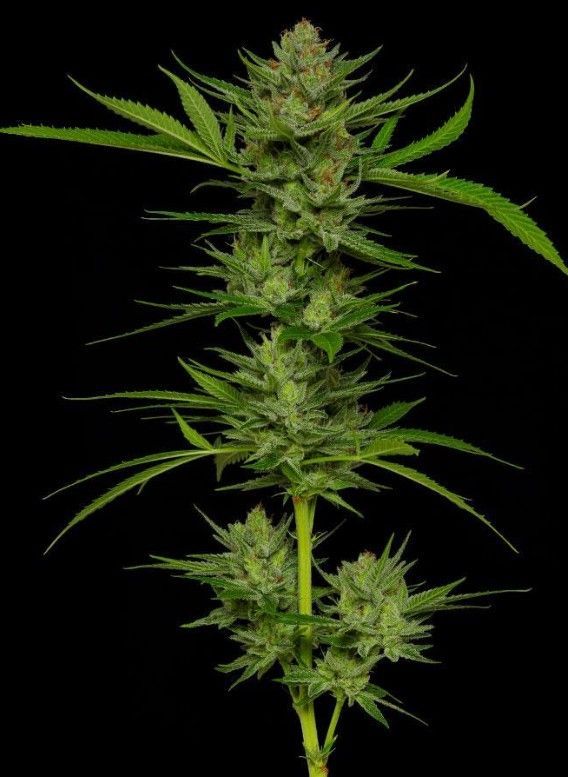 Slightly Stoopid Fruits | fem. 3er Pack | HumboldtSC