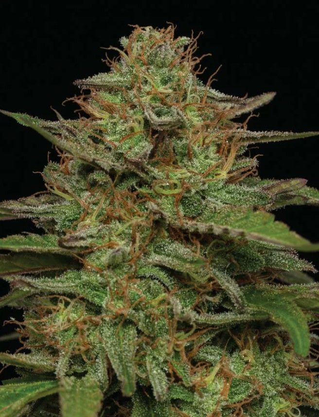 Strawberry Cheesecake | fem. 3er Pack | HumboldtSC